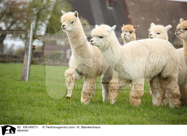 Alpakas / alpacas / KB-06673