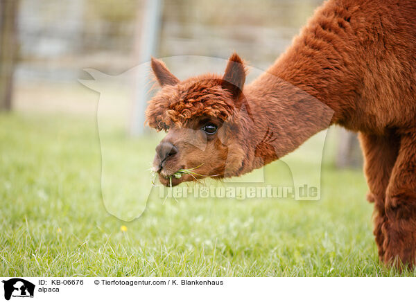 Alpaka / alpaca / KB-06676