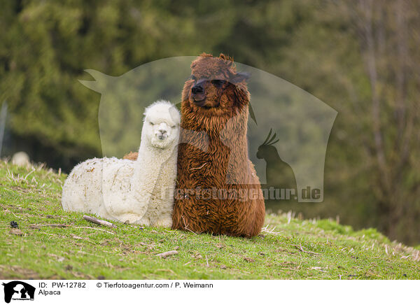 Alpaka / Alpaca / PW-12782