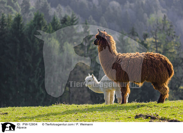 Alpaka / Alpaca / PW-12804