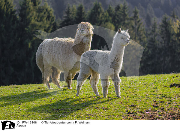 Alpaka / Alpaca / PW-12808