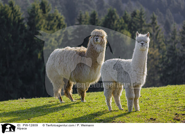 Alpaka / Alpaca / PW-12809