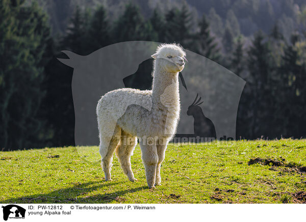 junges Alpaka Fohlen / young Alpaka foal / PW-12812