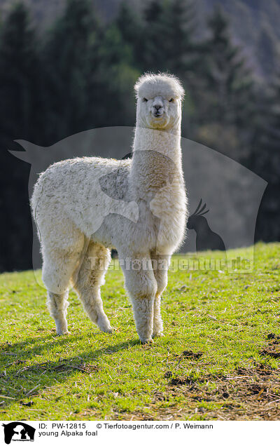 junges Alpaka Fohlen / young Alpaka foal / PW-12815