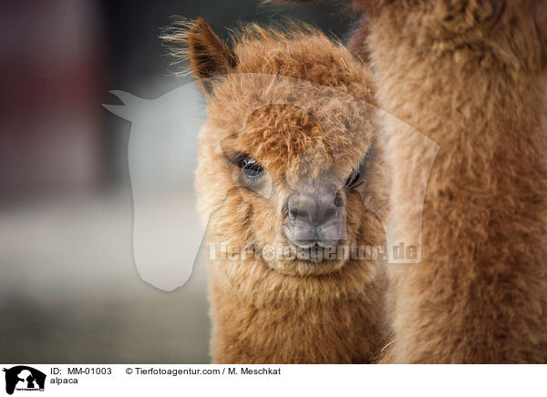 Alpaka / alpaca / MM-01003
