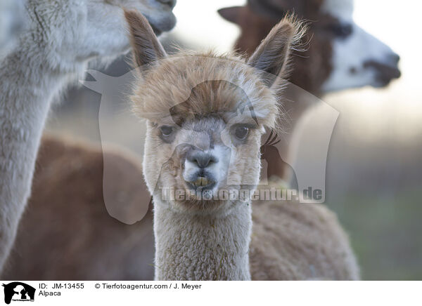 Alpaka / Alpaca / JM-13455