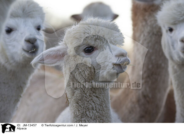 Alpaka / Alpaca / JM-13457