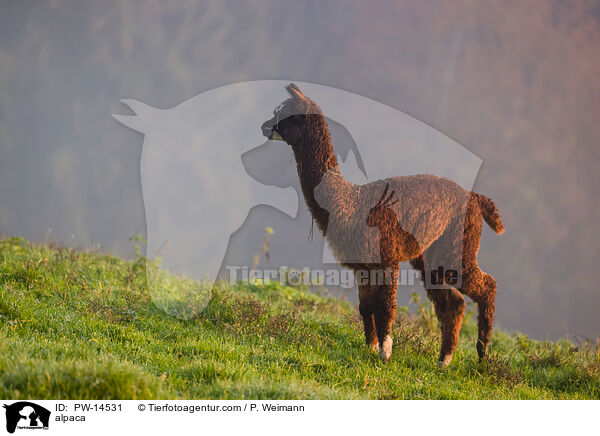 Alpaka / alpaca / PW-14531