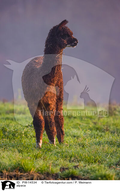 Alpaka / alpaca / PW-14534