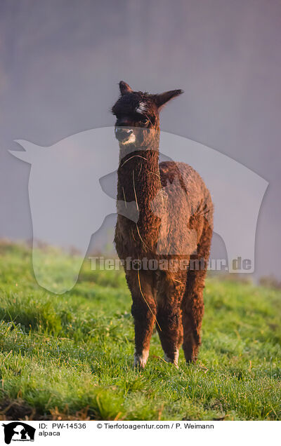 Alpaka / alpaca / PW-14536