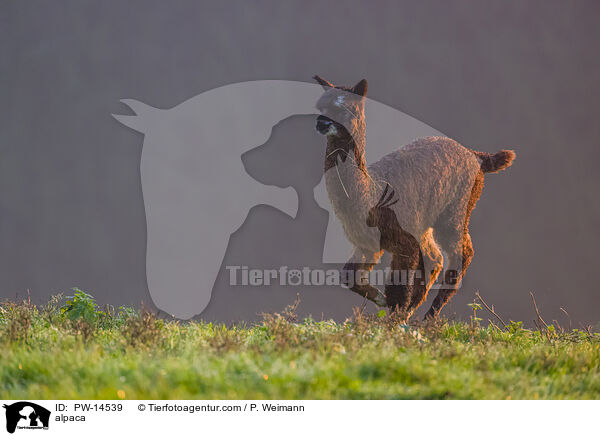 Alpaka / alpaca / PW-14539