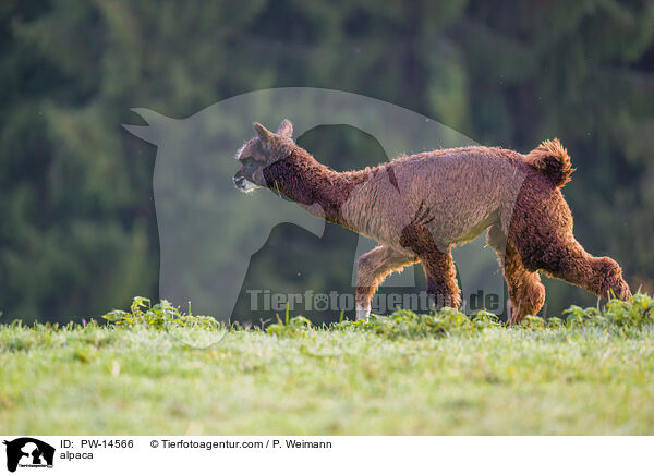Alpaka / alpaca / PW-14566