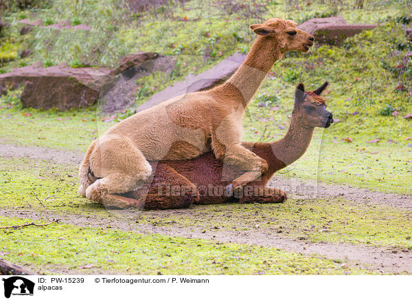Alpakas / alpacas / PW-15239