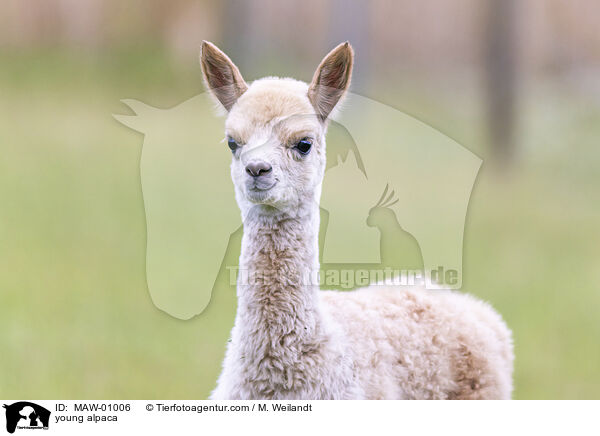Alpaka Jungtier / young alpaca / MAW-01006