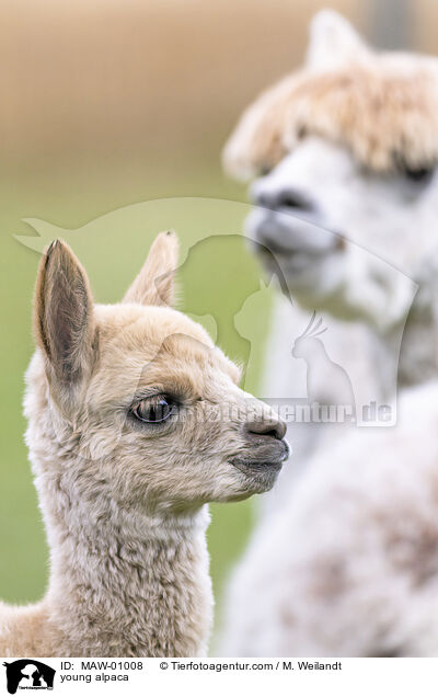 Alpaka Jungtier / young alpaca / MAW-01008