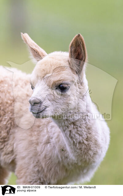 Alpaka Jungtier / young alpaca / MAW-01009