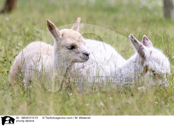 Alpaka Jungtier / young alpaca / MAW-01015