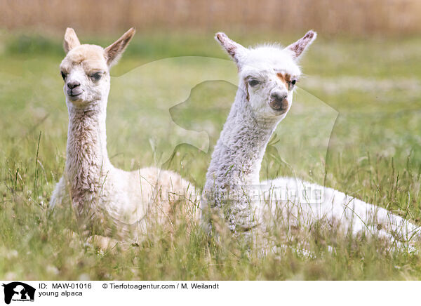 Alpaka Jungtier / young alpaca / MAW-01016