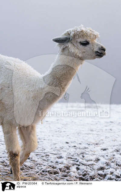 Alpaka / alpaca / PW-20364