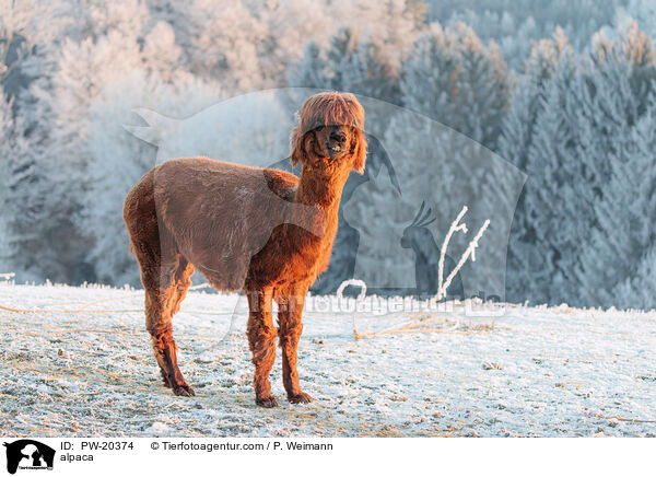 Alpaka / alpaca / PW-20374