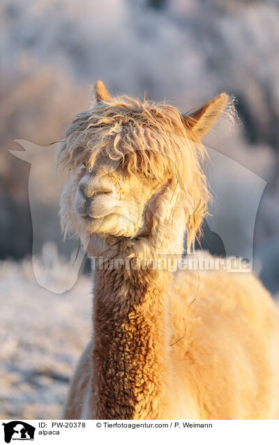 Alpaka / alpaca / PW-20378