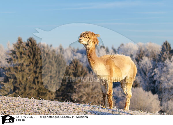 Alpaka / alpaca / PW-20379