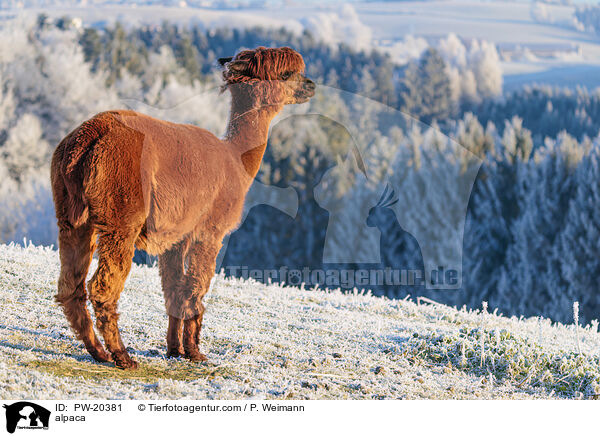 Alpaka / alpaca / PW-20381