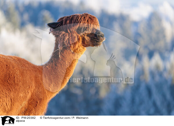 Alpaka / alpaca / PW-20382