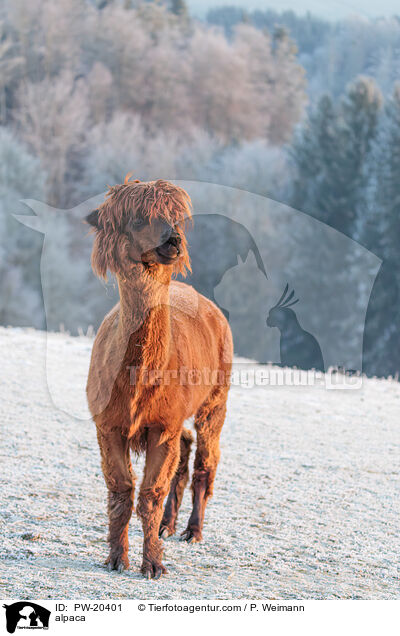 Alpaka / alpaca / PW-20401