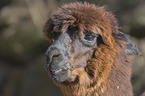 alpaca