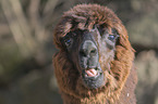 alpaca