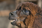 alpaca