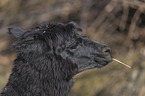 alpaca