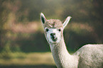 Alpaca portrait