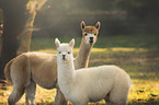standing Alpacas