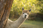 Alpaca portrait
