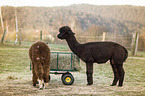 standing Alpacas