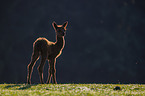 young Alpaca