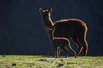 Alpacas