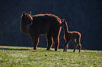 Alpacas