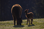 Alpacas