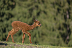 young Alpaca