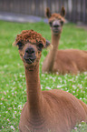 alpacas