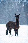 alpaca