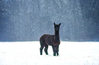 alpaca