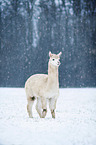 alpaca
