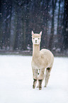 alpaca