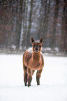 alpaca