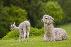 alpacas