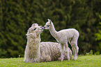 alpacas
